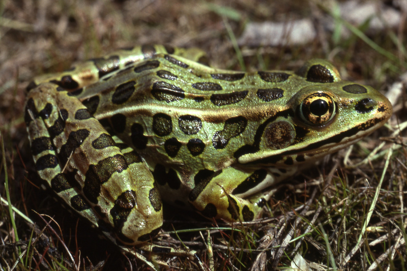 Northern leopard frog (Lithobates pipiens). Credit: Jack Ray